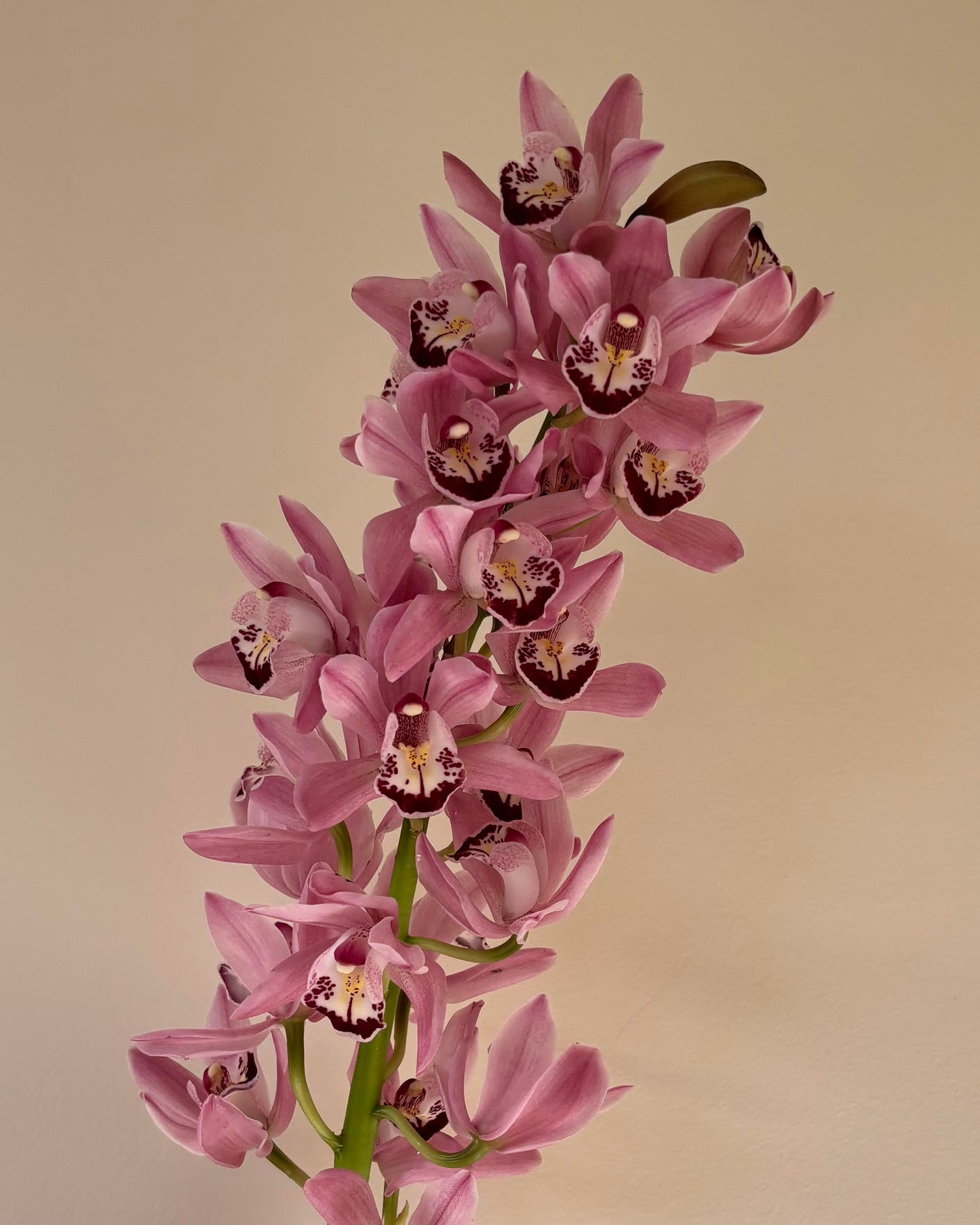 Build-Your-Own Orchid Earrings Bar